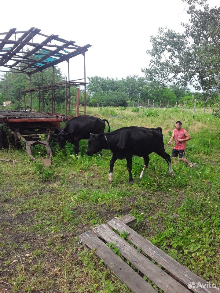 Тёлки,коровы купить на Зозу.ру - фотография № 1