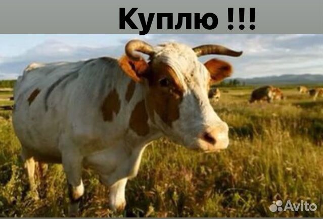 Коров быков купить на Зозу.ру - фотография № 1