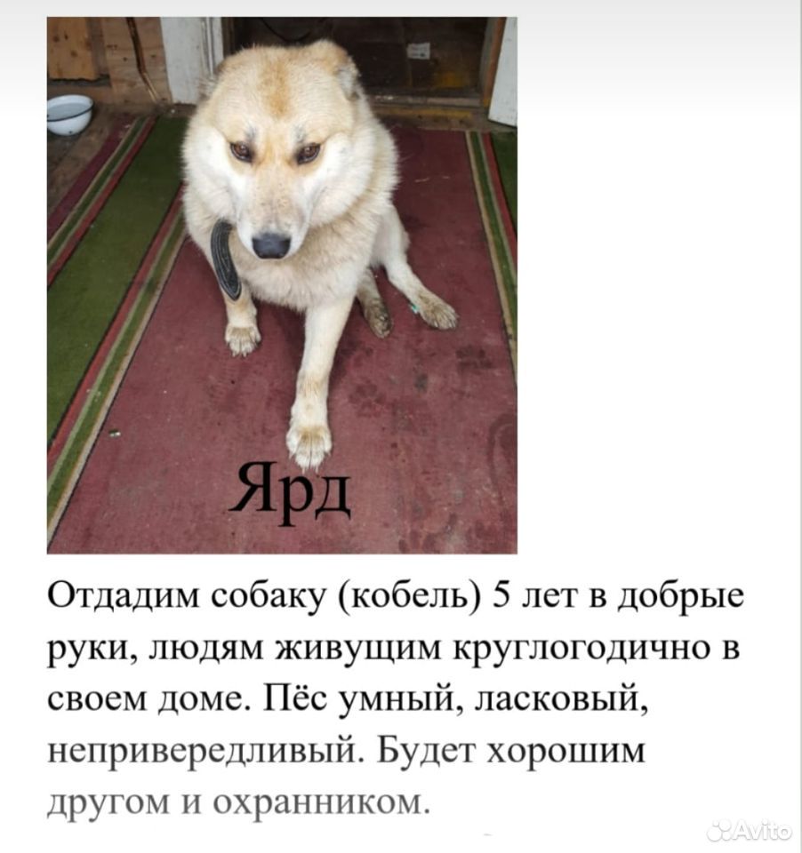 Собака в добрые руки купить на Зозу.ру - фотография № 1
