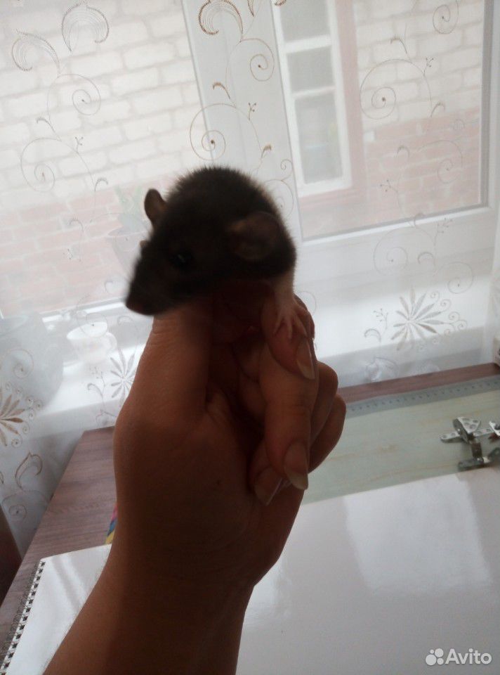 Крысята породы Дамбо купить на Зозу.ру - фотография № 3
