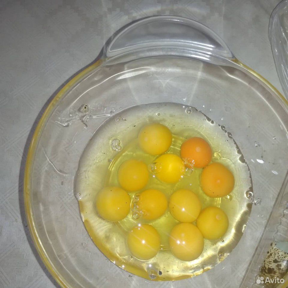 Яйца перепелиные купить на Зозу.ру - фотография № 2