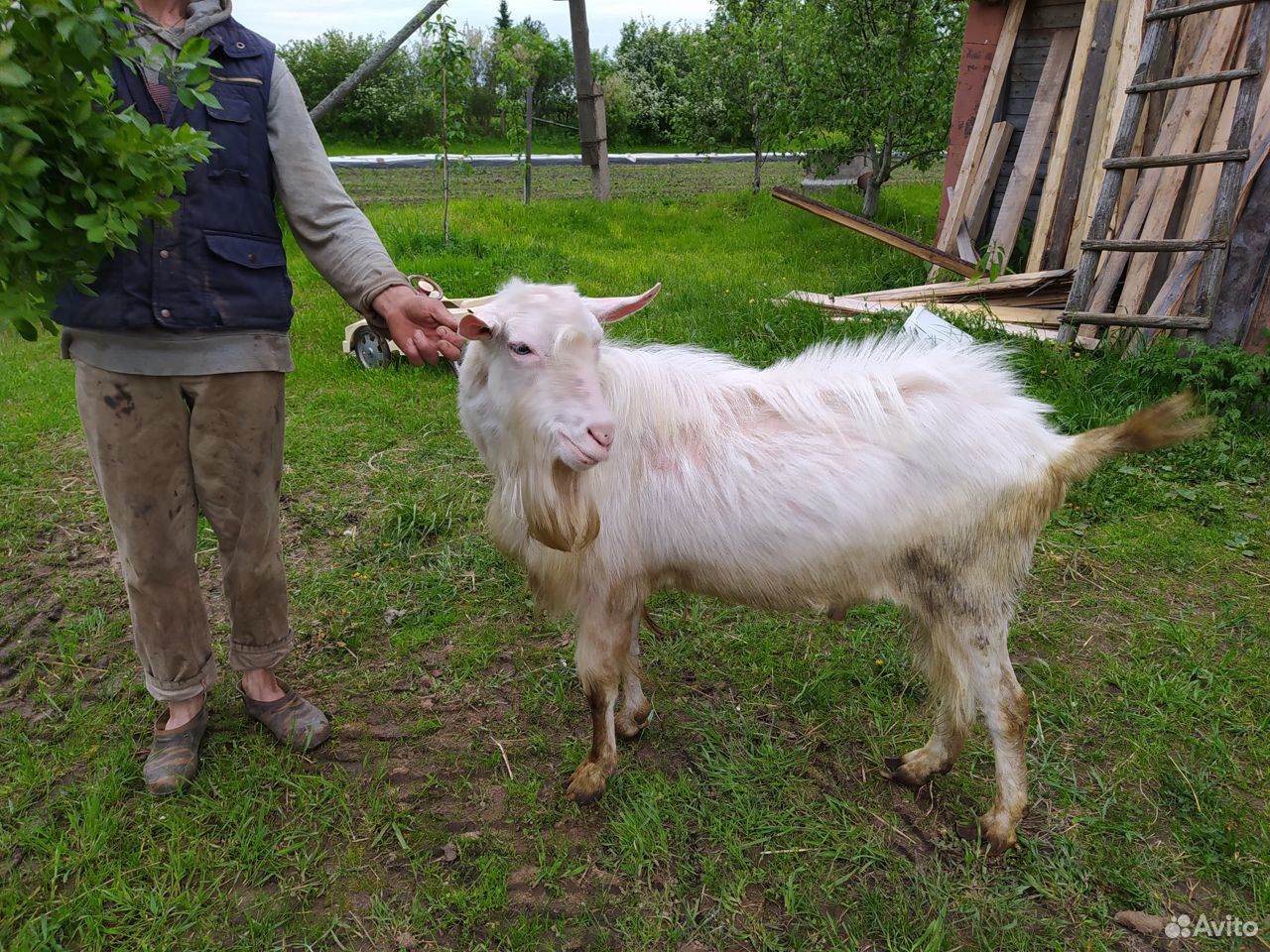 Продается козёл купить на Зозу.ру - фотография № 1