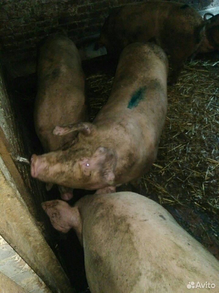 Свиньи свиноматки купить на Зозу.ру - фотография № 1