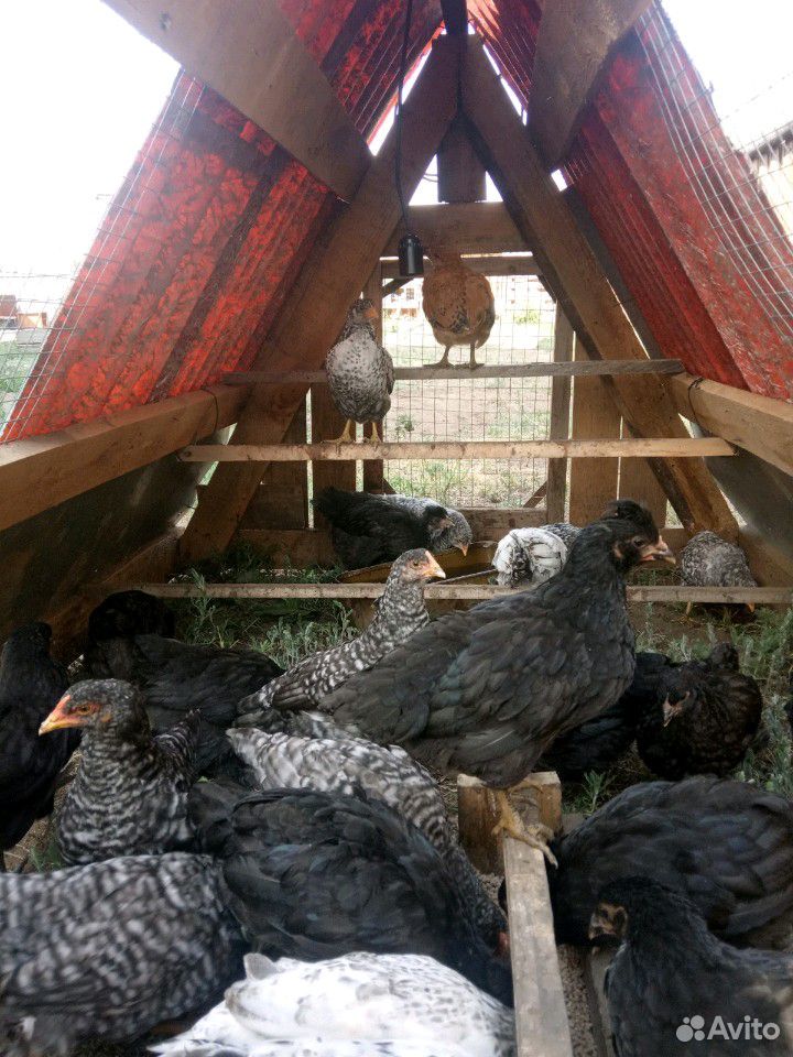 Цыплята 2 месяца купить на Зозу.ру - фотография № 3