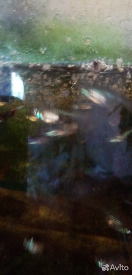 Рыбки аквариумные купить на Зозу.ру - фотография № 1