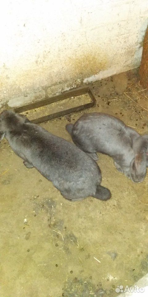 Кролики породы Французкий баран купить на Зозу.ру - фотография № 6