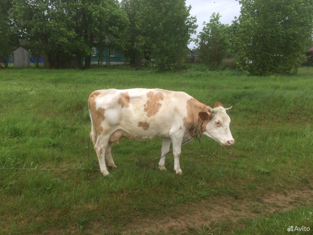 Корова на молоко купить на Зозу.ру - фотография № 1