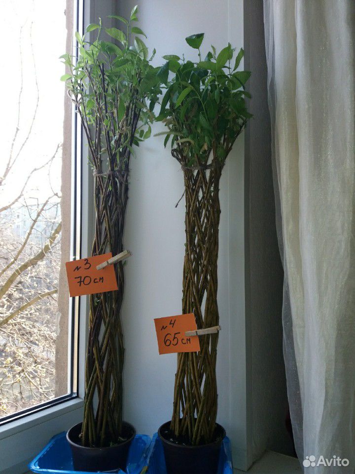 Плетеные деревья,ива,высота разная купить на Зозу.ру - фотография № 1