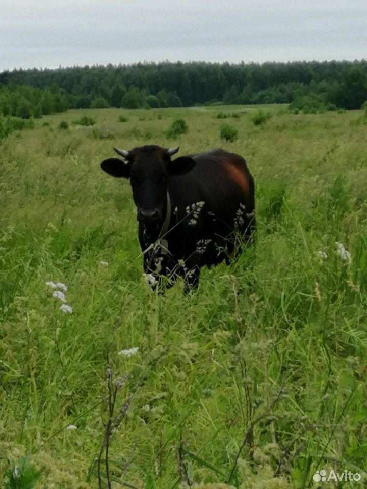 Продам корову первотелок купить на Зозу.ру - фотография № 2