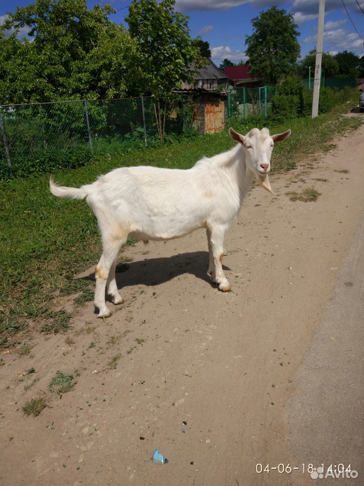 Дойные козы купить на Зозу.ру - фотография № 3