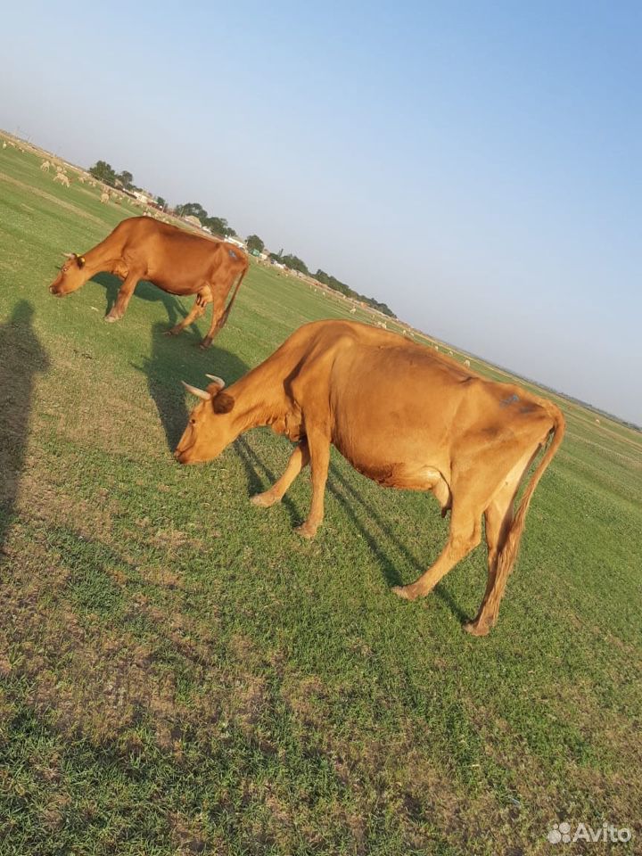 Коровы телята купить на Зозу.ру - фотография № 9