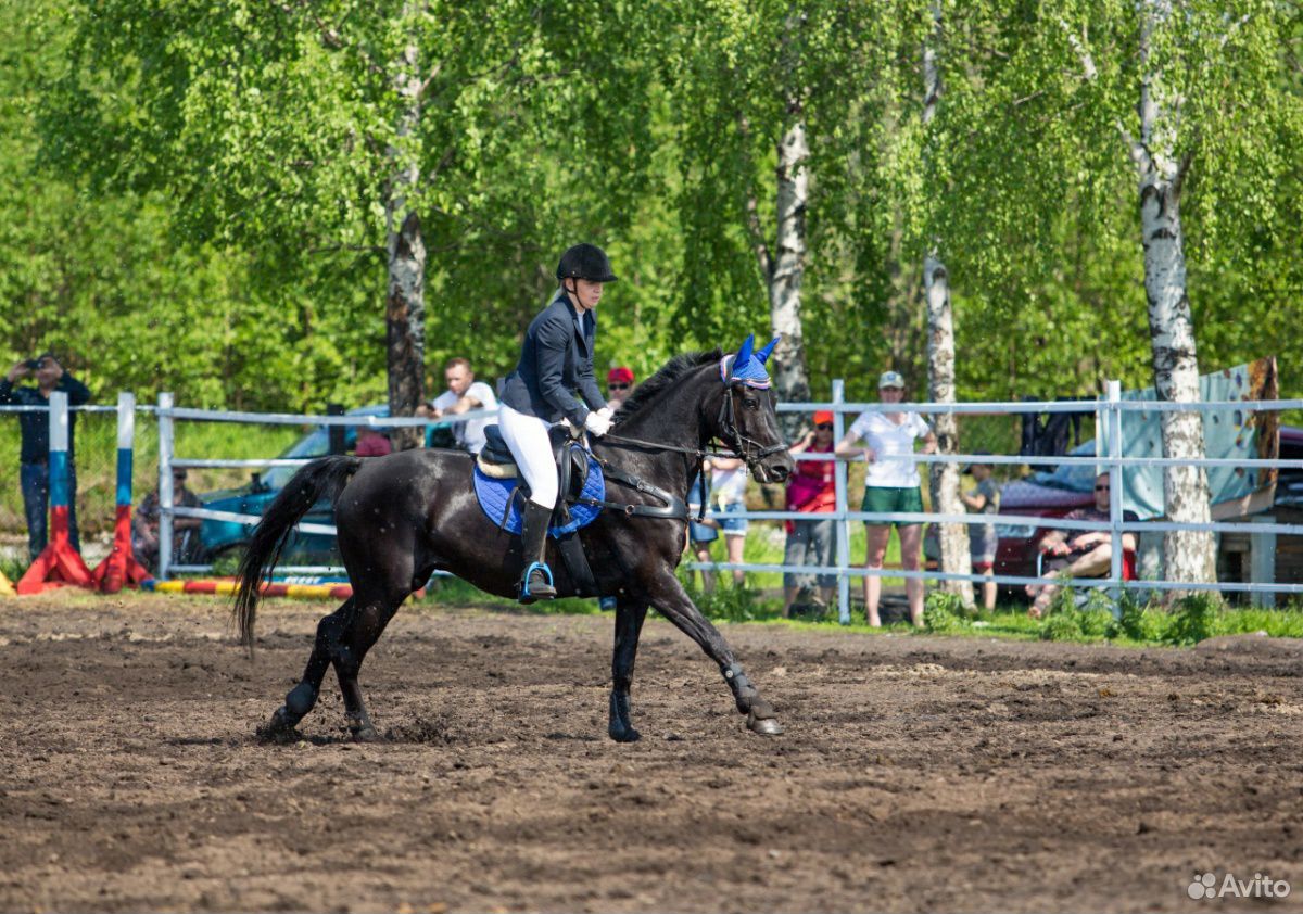 Лошадь Продается купить на Зозу.ру - фотография № 8