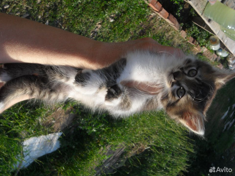 Котёнок Котик в добрые руки купить на Зозу.ру - фотография № 5