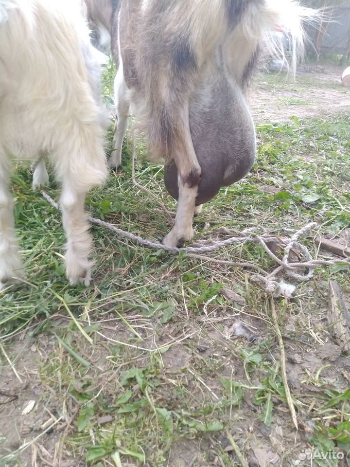 Продам козу с козленком купить на Зозу.ру - фотография № 2