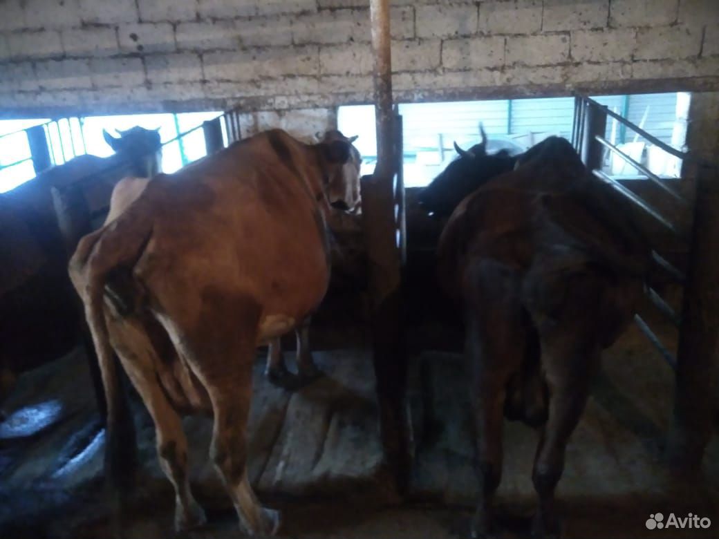 Коровы дойные быки тёлки телята цена договорная. н купить на Зозу.ру - фотография № 5