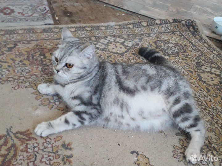 Скоро будут продаваться котята 5 купить на Зозу.ру - фотография № 7