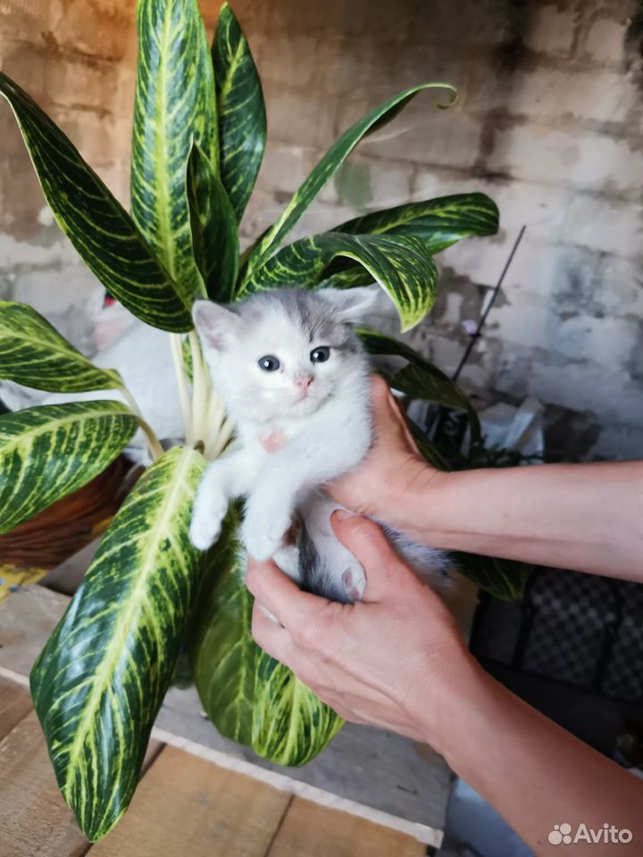 Котенок котик купить на Зозу.ру - фотография № 1