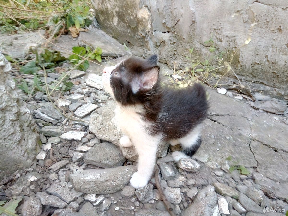 Котенок черно-белый купить на Зозу.ру - фотография № 2