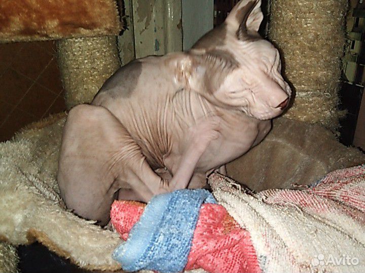 Кот сфинкс кострированный, чуть больше года, когте купить на Зозу.ру - фотография № 2