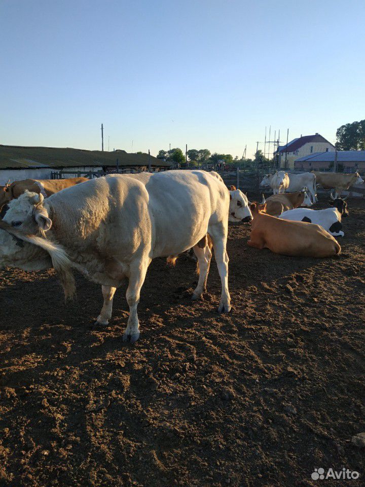 Имеются на продаже Кизлярский бычки от года до трё купить на Зозу.ру - фотография № 1