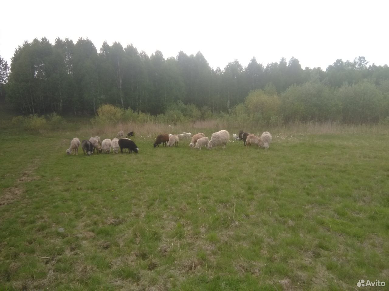 Бараны овцы ягнята овцематки купить на Зозу.ру - фотография № 1
