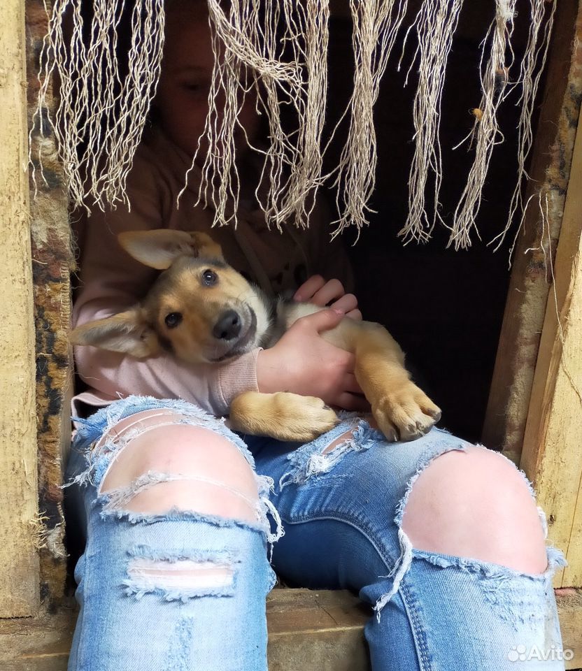 Ася-щенок из приюта ищет дом купить на Зозу.ру - фотография № 4