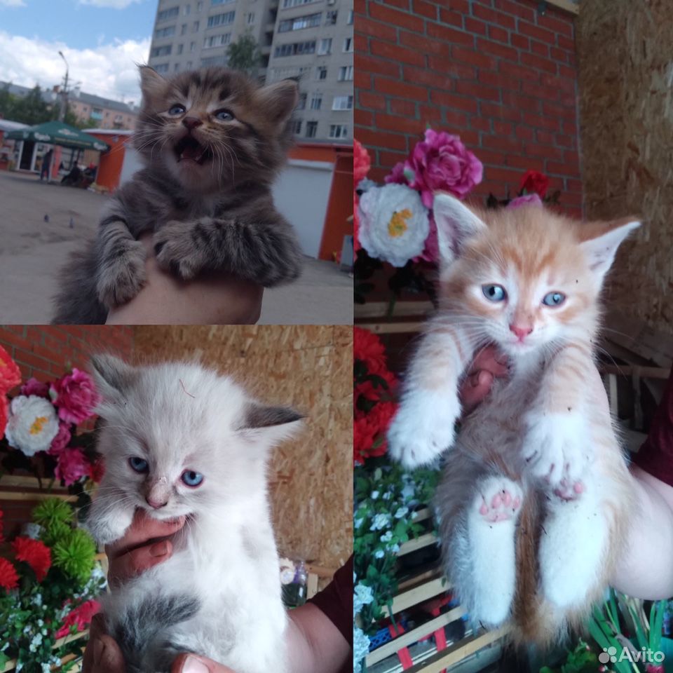 Очаровательные котята в добрые руки купить на Зозу.ру - фотография № 1