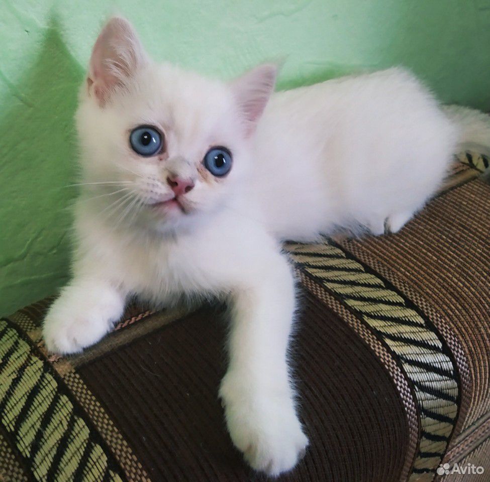 Котик Британской серебристой шиншиллы купить на Зозу.ру - фотография № 2