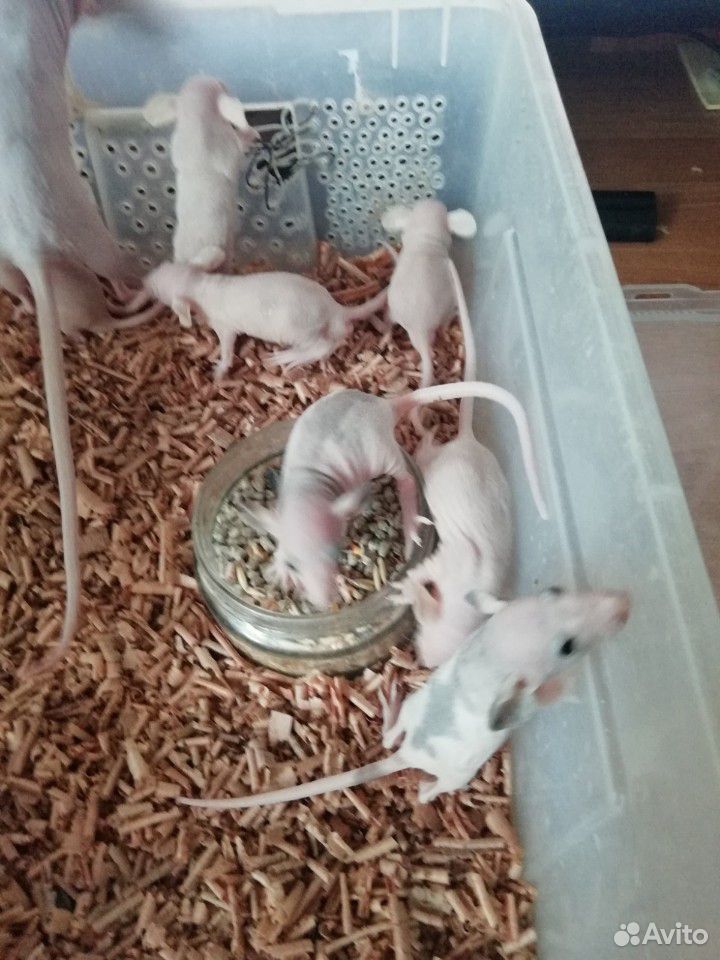 Крысята сфинксы купить на Зозу.ру - фотография № 4