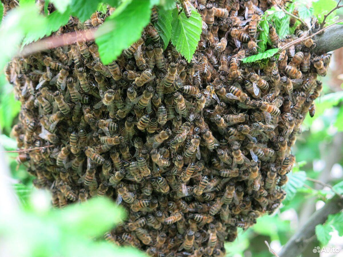Пчелиный рой купить на Зозу.ру - фотография № 1