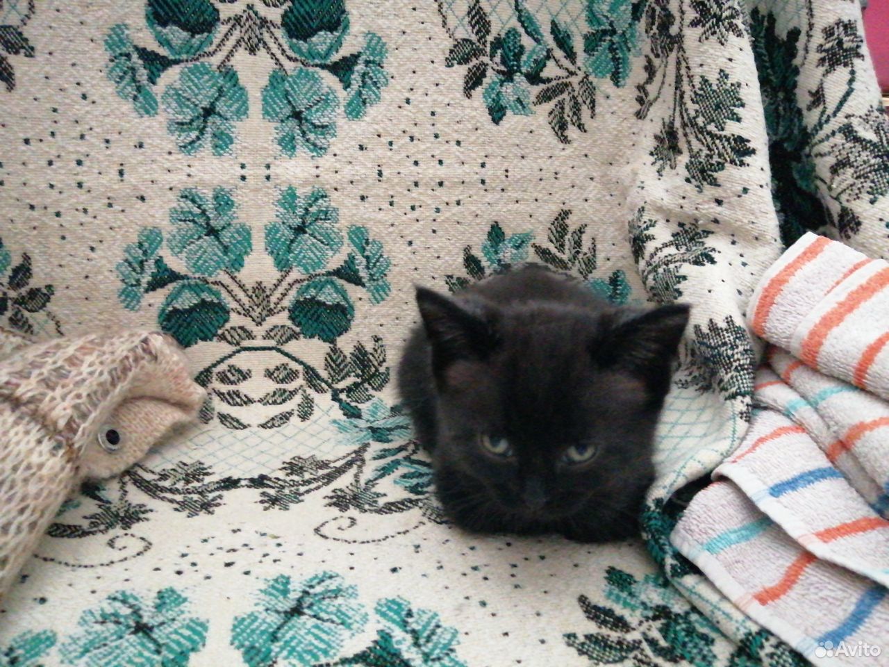 Чёрный котик 1.5мес 1 р купить на Зозу.ру - фотография № 2