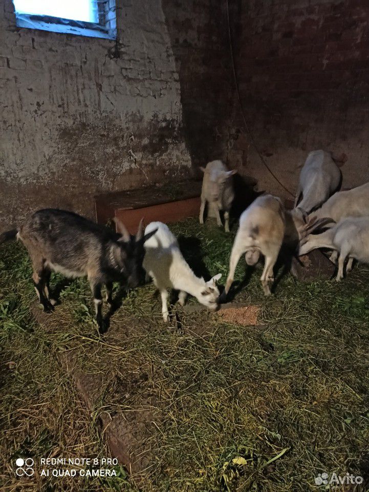 Стадо коз купить на Зозу.ру - фотография № 2