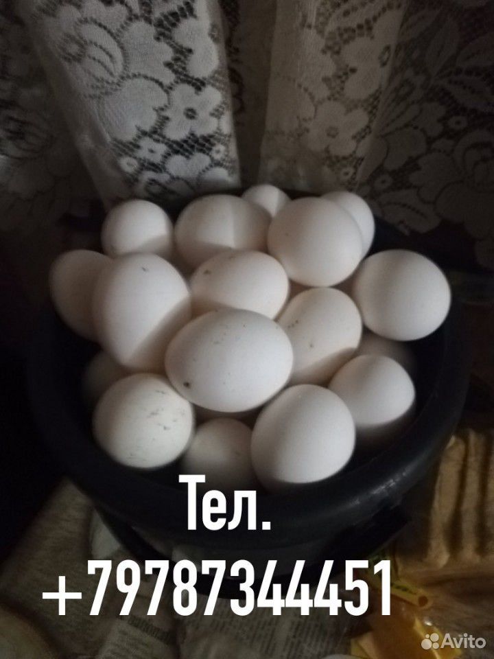 Куриные яицо купить на Зозу.ру - фотография № 1