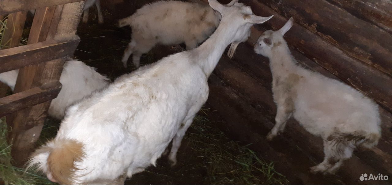 Продаются дойные козы, козел и молодые козлята купить на Зозу.ру - фотография № 3