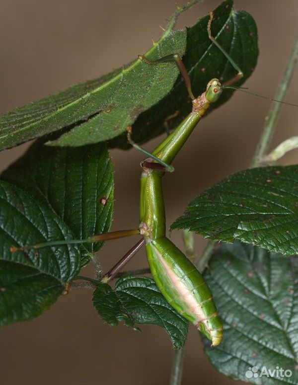 Яйца палочников Periphetes Forcipatus