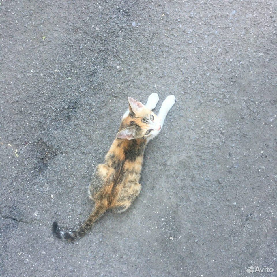 Кошка (котёнок) купить на Зозу.ру - фотография № 4