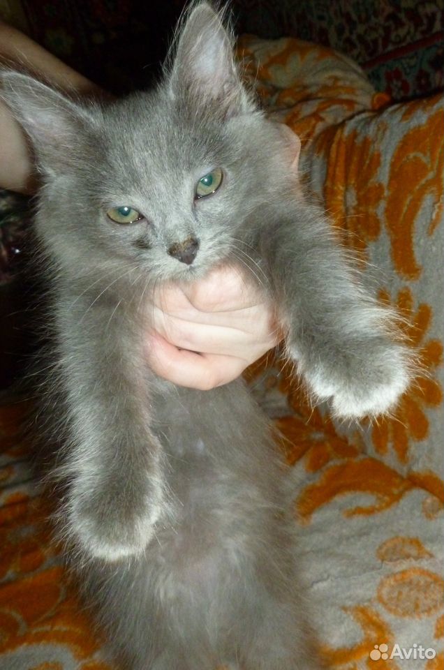 Продам милых котят купить на Зозу.ру - фотография № 7