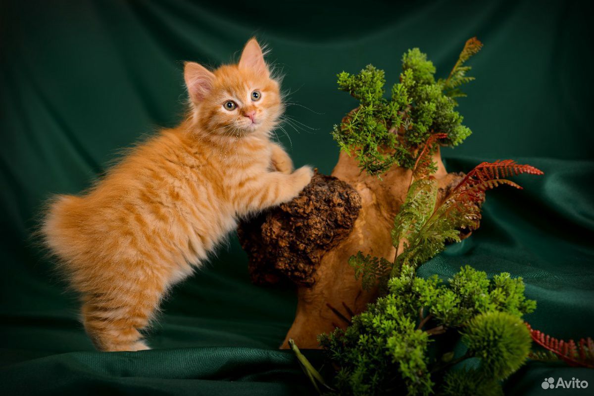 Яркие котята Курильского Бобтейла купить на Зозу.ру - фотография № 3