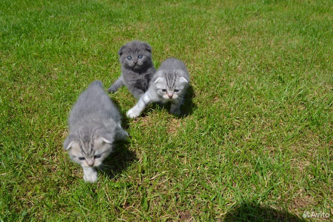 Шотландские котята купить на Зозу.ру - фотография № 8