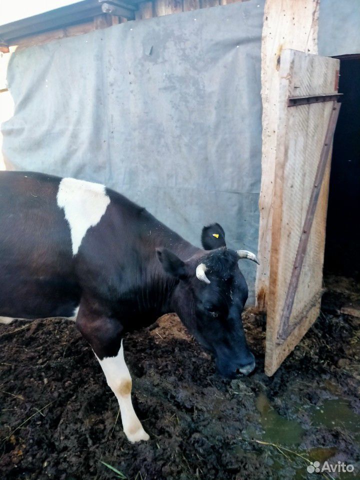 Корова купить на Зозу.ру - фотография № 2