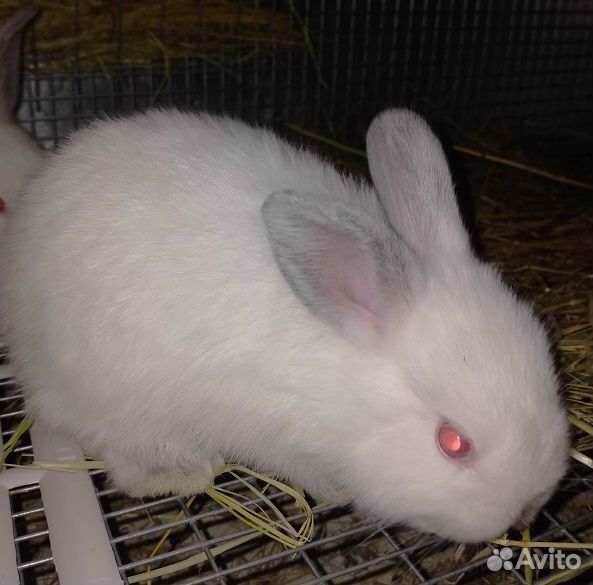 Кролики крольчата Калифорнийские купить на Зозу.ру - фотография № 1