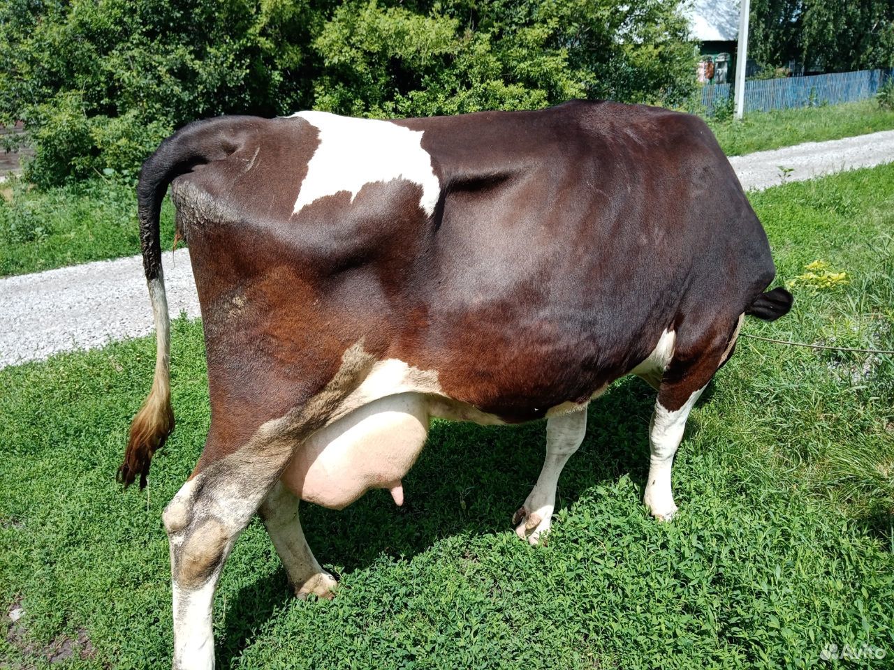 Продаётся корова,молочная купить на Зозу.ру - фотография № 2