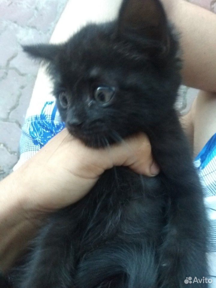 Котёнок чёрного цвета девочка купить на Зозу.ру - фотография № 1
