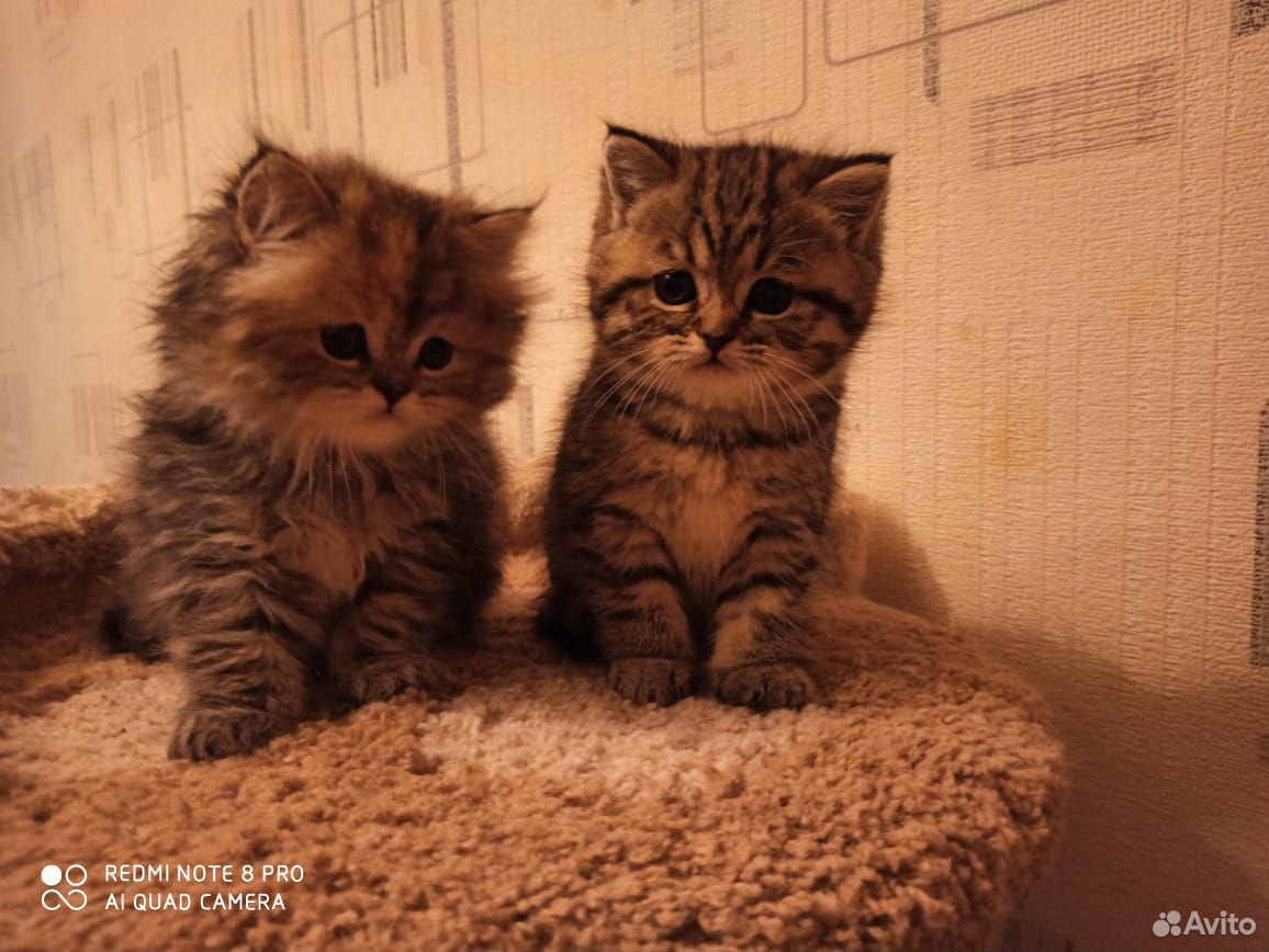Персидские котята купить на Зозу.ру - фотография № 2