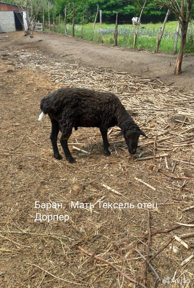 Бараны, овцы купить на Зозу.ру - фотография № 2