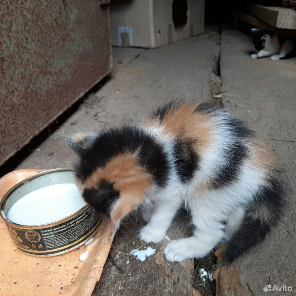 Кот и кошка купить на Зозу.ру - фотография № 2