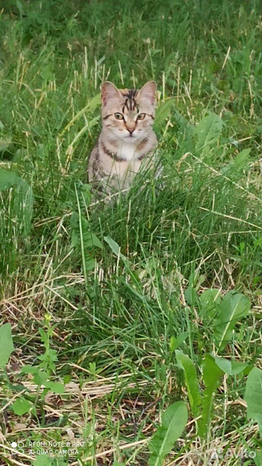 Котенок в добрые руки