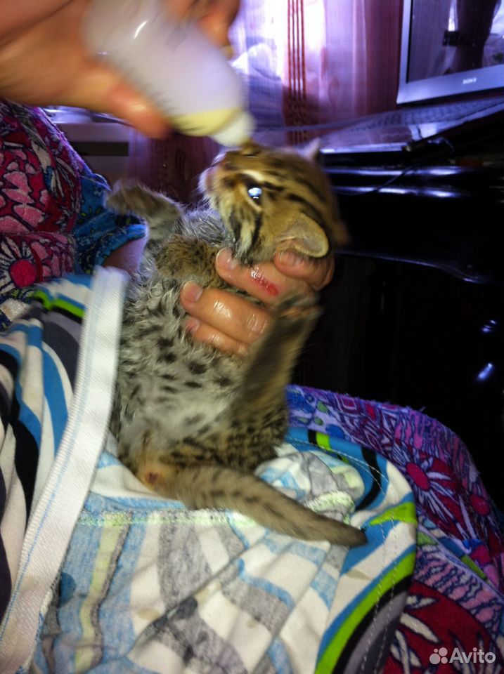 Азиатская леопардовая кошка ириска купить на Зозу.ру - фотография № 2