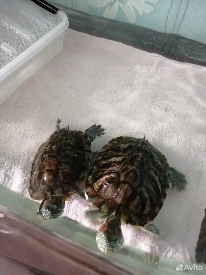 Черепахи красноухие купить на Зозу.ру - фотография № 2