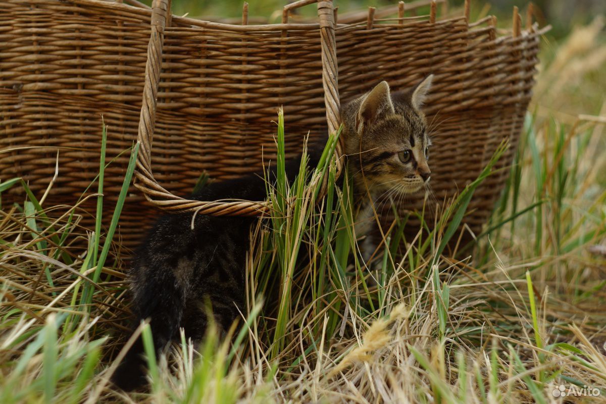 Необычный котенок купить на Зозу.ру - фотография № 2